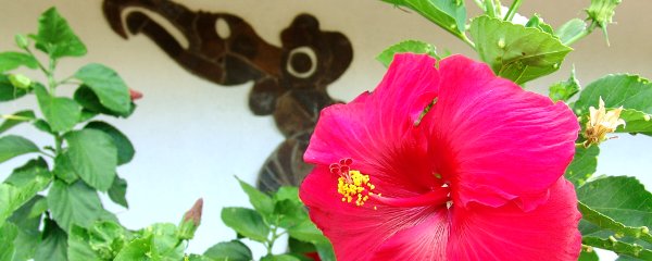Floras de Hotel Puku Vai en Isla de Pascua, Hanga Roa