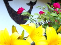 Hotel Puku Vai on Easter Island